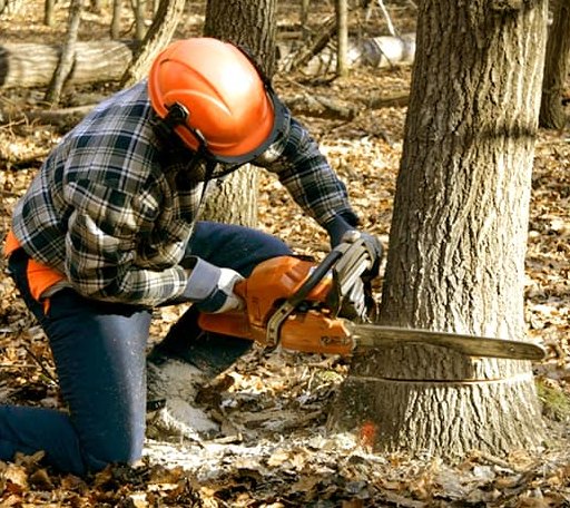 Tree Removal in Ponemah, MN